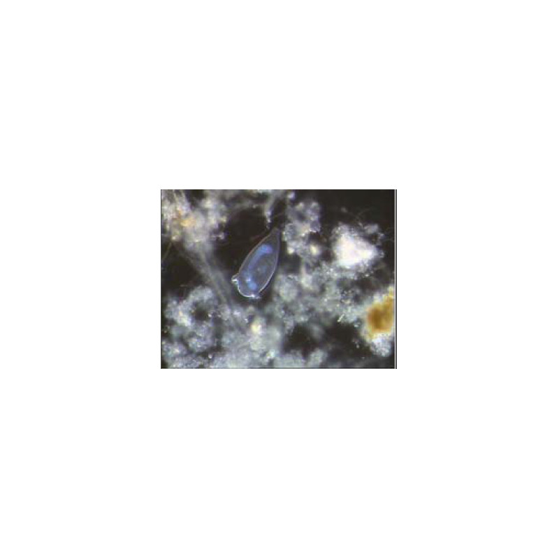 Microscope Hund H 600 BS, bino, 100x - 1000x