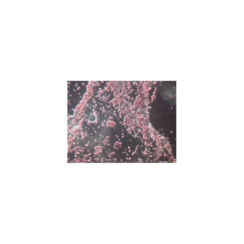 Novex Microscope 86.091-DFLED, trinoculaire