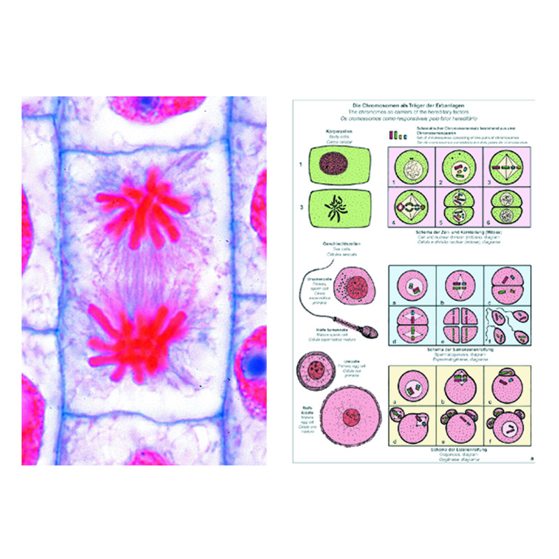 LIEDER Mitose et méiose (division cellulaire), base (6 préparations), kit étudiant