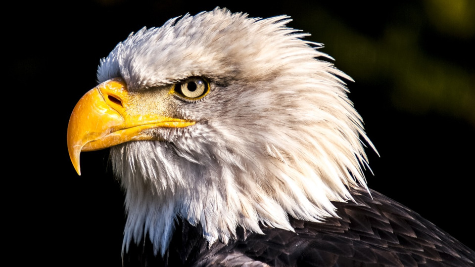 Observation des oiseaux