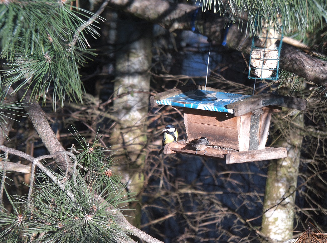 Découvrir la faune sauvage en ligne : les fonctionnalités de reconnaissance intelligentes de l'AX Visio