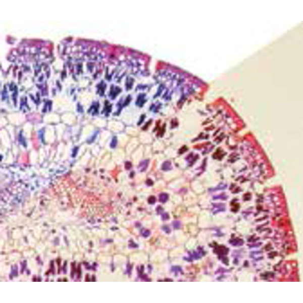 Optika Microscope plan trinoculaire B-383Phi à contraste de phase, X-LED, infinity