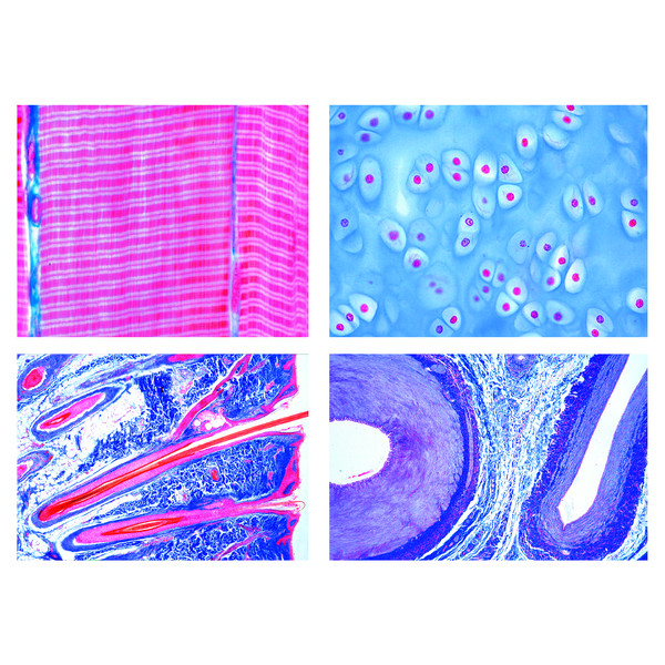 LIEDER Histologie des Mammifères (Mammalia), Série de base (25 préparations)