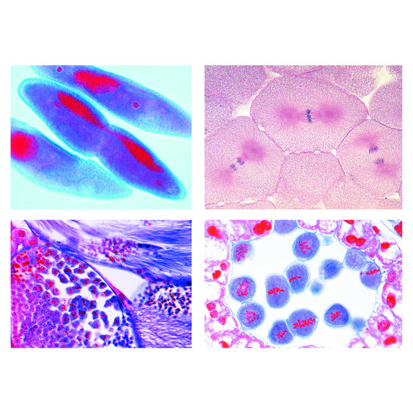 LIEDER Mitose et méiose série II (5 préparations)
