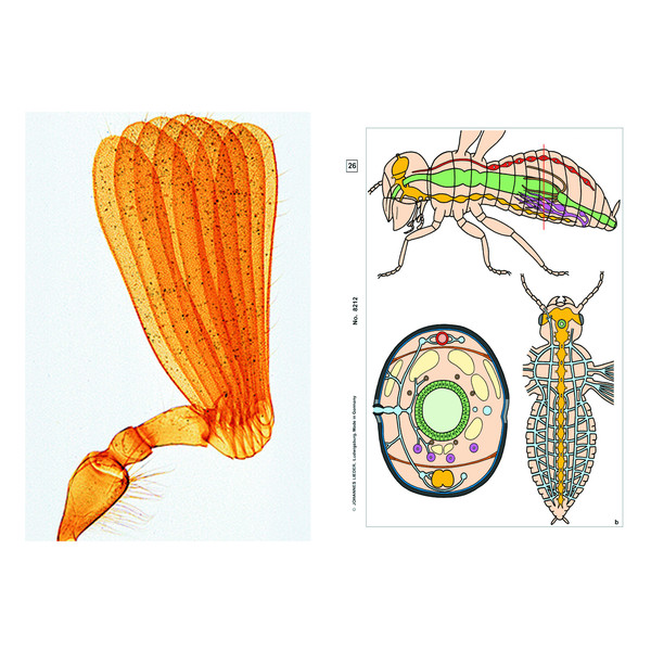 LIEDER Insectes, complément (12 préparations), kit étudiant