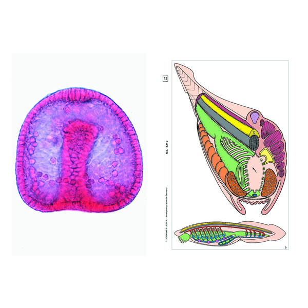 LIEDER Embryologie et développement des animaux, base (6 préparations), kit étudiant