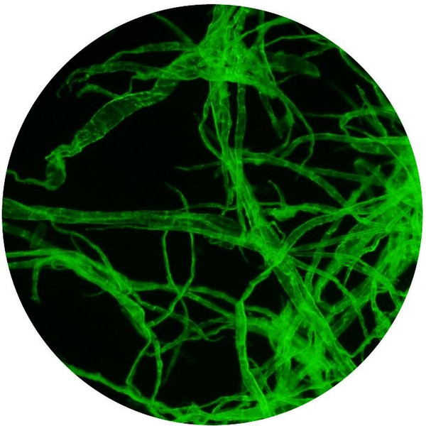 Optika Microscope B-510FL, trino, FL-HBO, filtre B&G, W-PLAN, IOS, 40x-400x