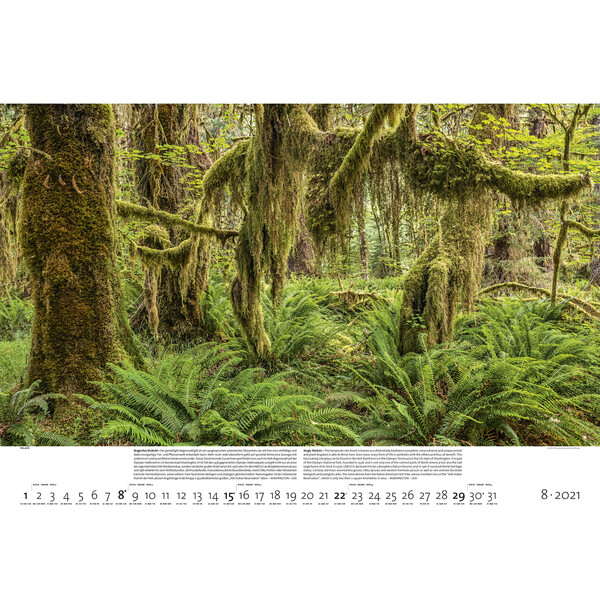 Calendrier Palazzi Verlag Forêts de la Terre 2021