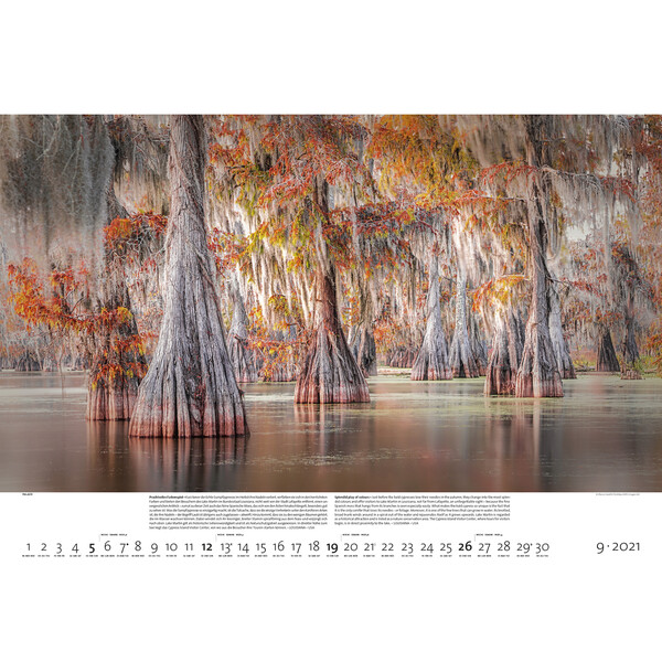 Calendrier Palazzi Verlag Forêts de la Terre 2021