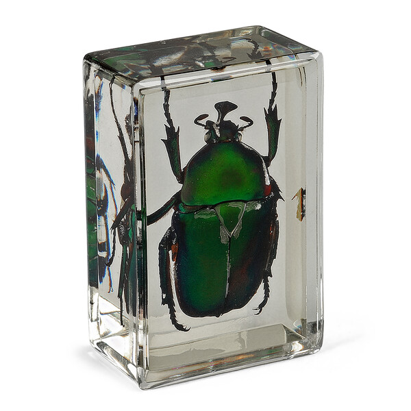 Omegon Lames préparées Coccinelle verte