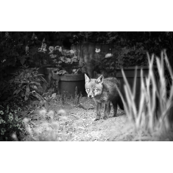 Appareil-photo spécial gibier ZEISS Secacam 1