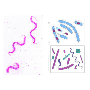 LIEDER Bactéries, 6 préparations pour microscope