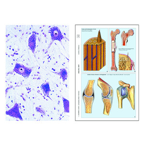 LIEDER La cellule animale (cytologie), base (6 préparations), kit étudiant