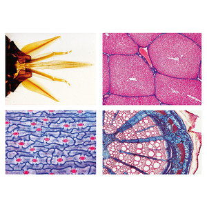 LIEDER Préparations microscopiques série d'école B (supplément à un A), 50 Präp.