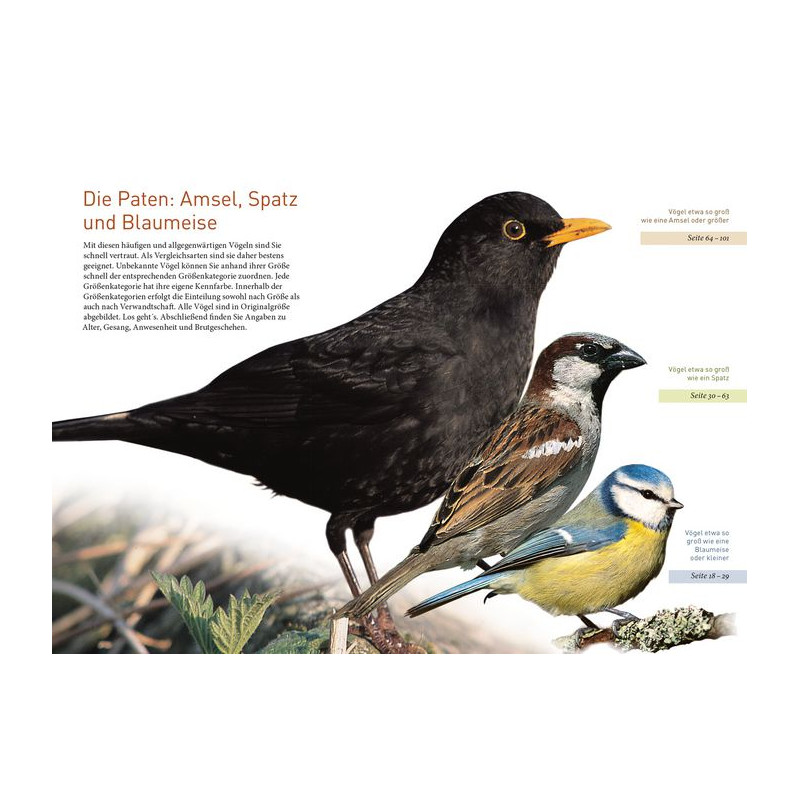 Kosmos Verlag Oiseaux de jardin grandeur nature