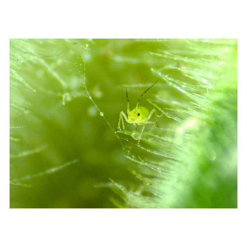 Microscope stéréo zoom ZEISS Stemi 305 trino, K EDU, Greenough, w.d. 110 mm, 10x/23, 8-40x, spot K LED