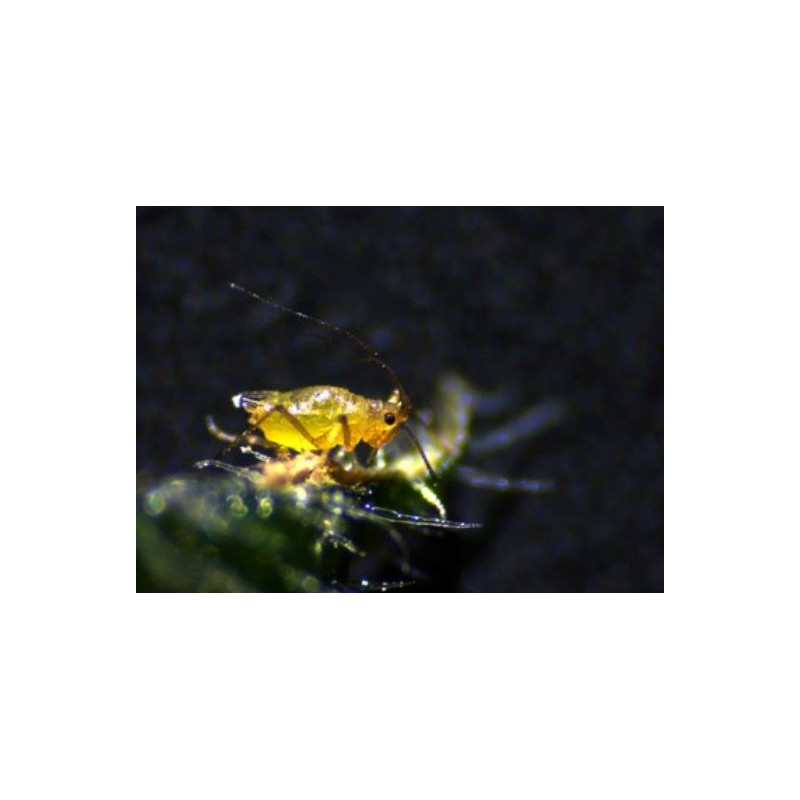 ZEISS Microscope stéréo zoom Stemi 305 cam W, K EDU, binoculaire, Greenough, distance de travail 110 mm, 10x/23, 8-40x, spot K LED, 4 MP, Wi-Fi