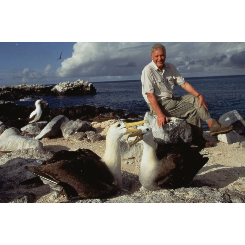 Polyband David Attenborough: Das Leben der Vögel, 3 DVDs