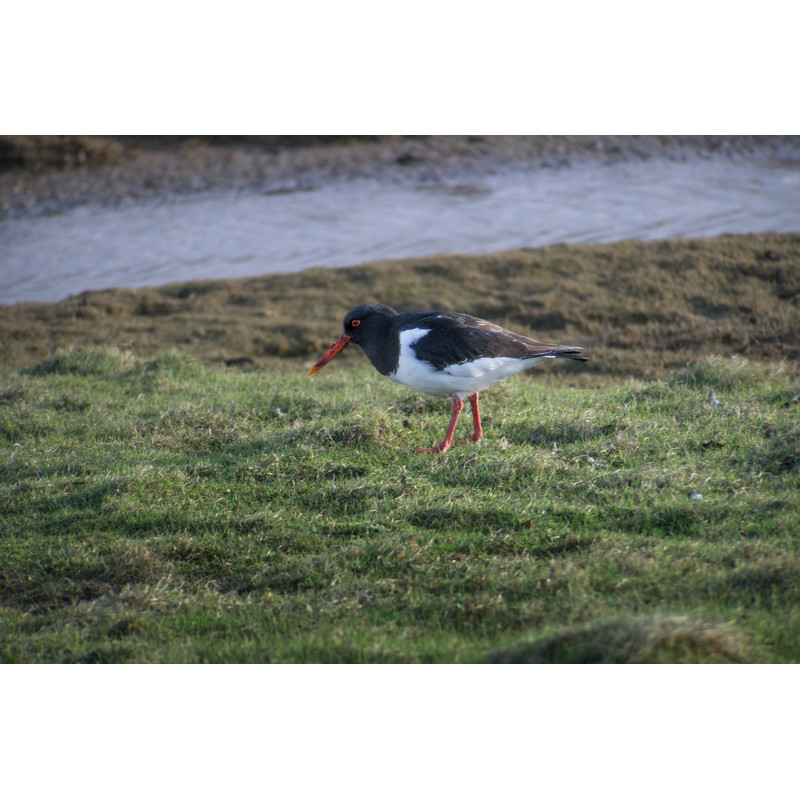 Longue-vue Leica Digiscoping-Kit: APO-Televid 65 + 25-50x WW + T-Body black + Digiscoping-Adapter