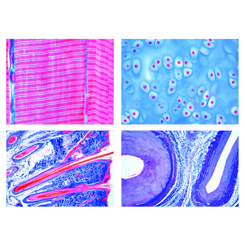 LIEDER Histologie des Mammifères (Mammalia), Série de base (25 préparations)