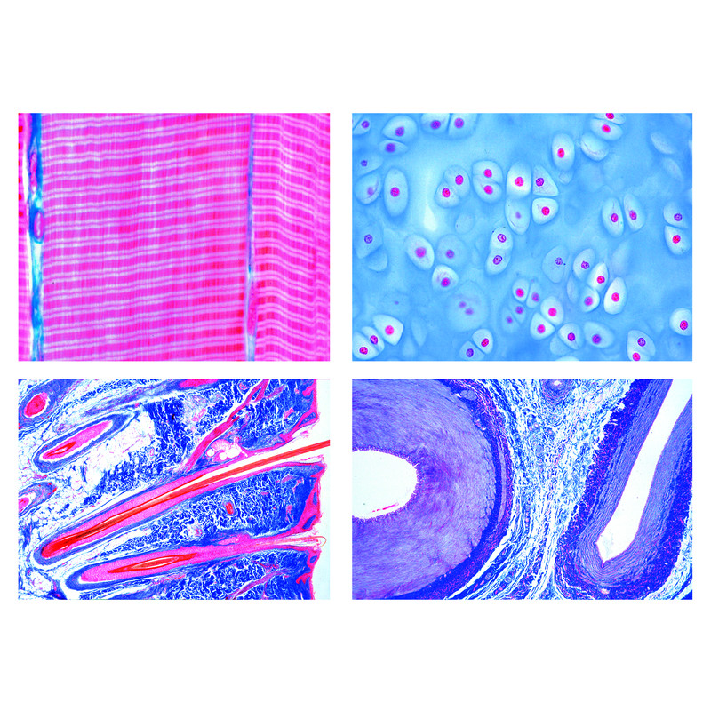 LIEDER Histologie des vertébrés (Vertebrata).  25 préparations