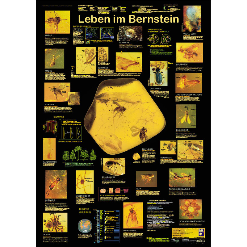 Affiche Planet Poster Editions Leben im Bernstein