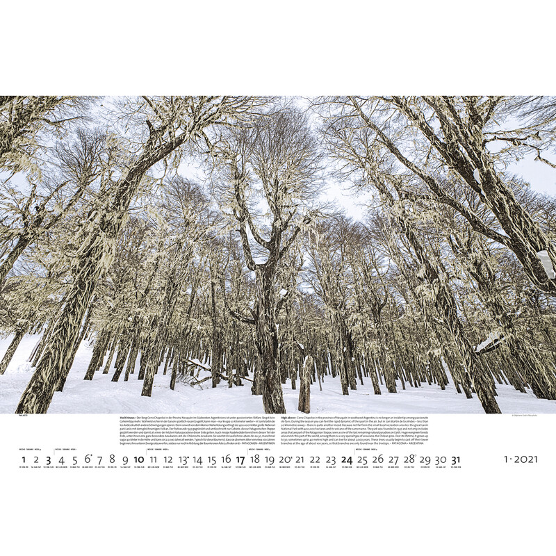 Calendrier Palazzi Verlag Forêts de la Terre 2021