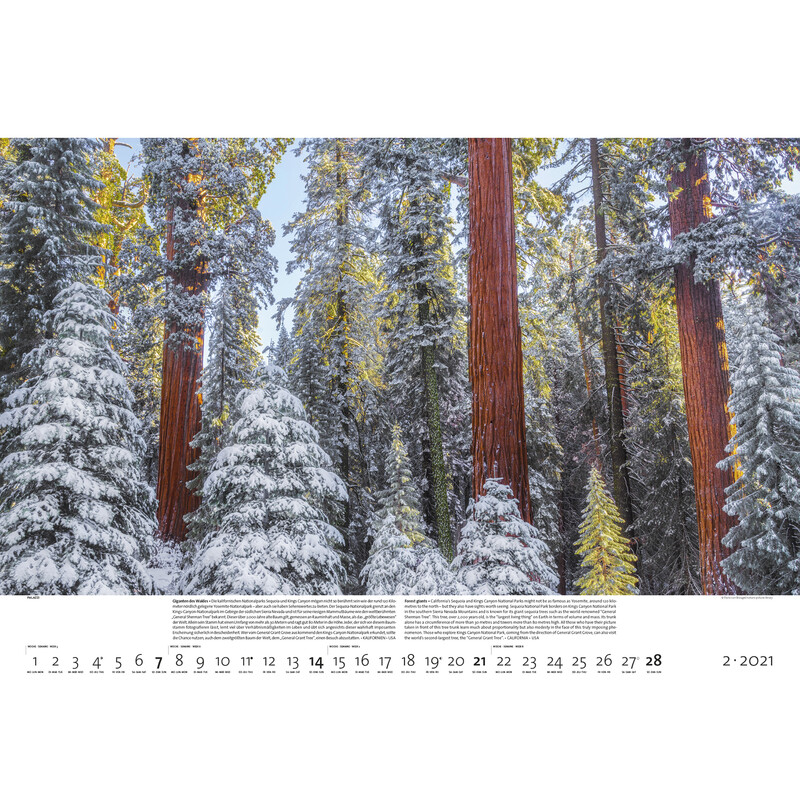Calendrier Palazzi Verlag Forêts de la Terre 2021