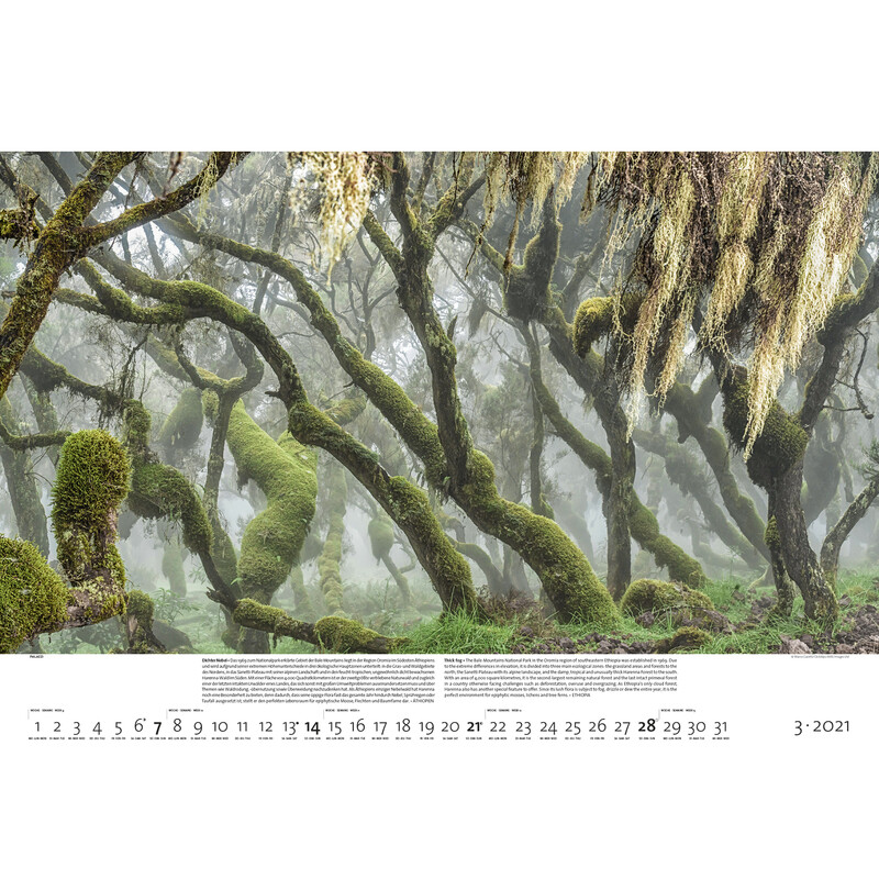 Calendrier Palazzi Verlag Forêts de la Terre 2021