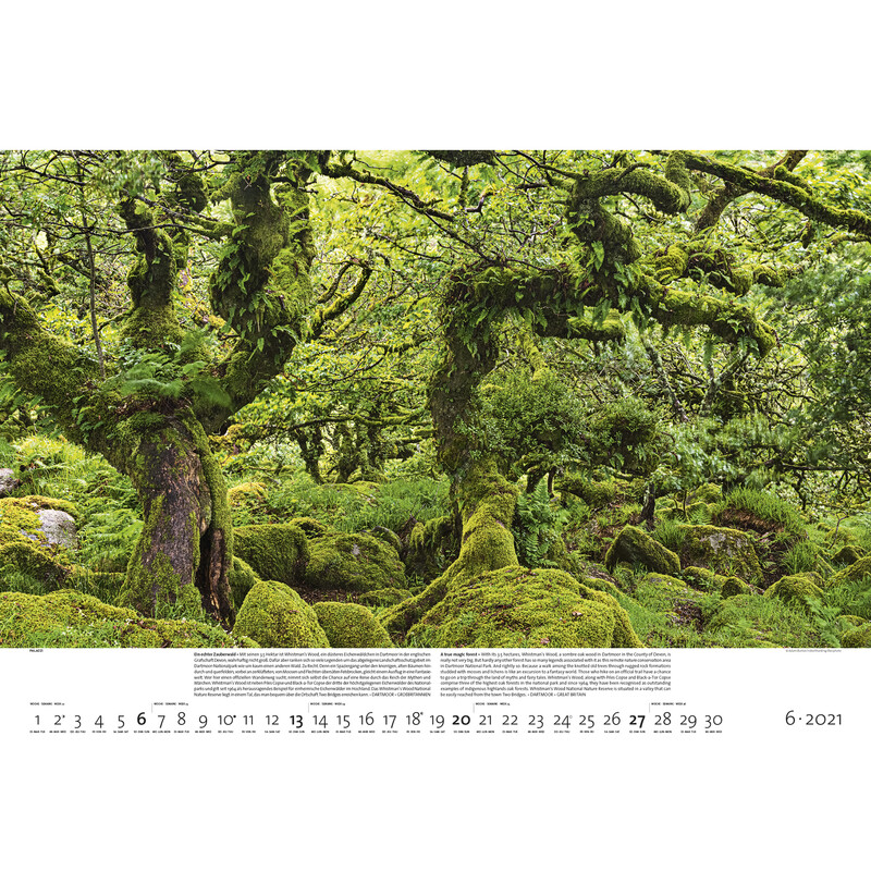 Calendrier Palazzi Verlag Forêts de la Terre 2021