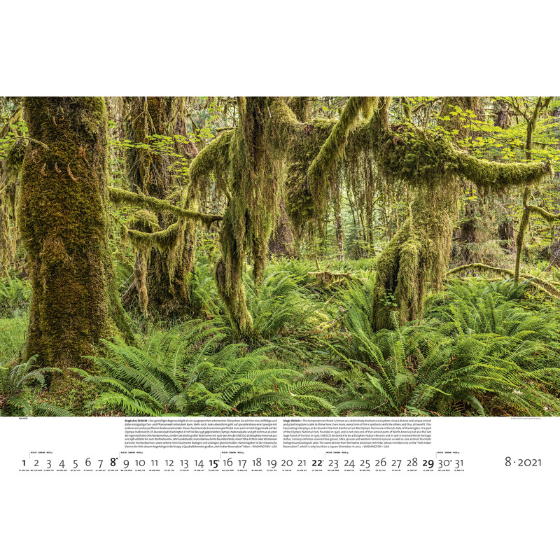 Calendrier Palazzi Verlag Forêts de la Terre 2021