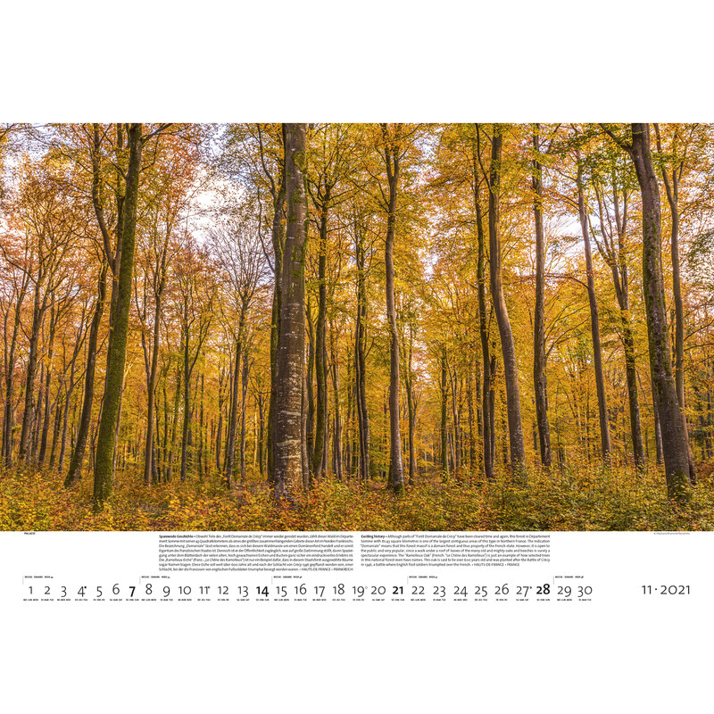 Calendrier Palazzi Verlag Forêts de la Terre 2021