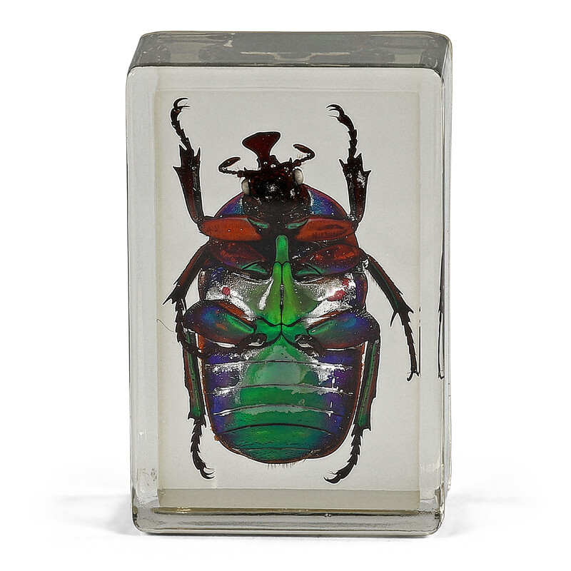 Omegon Lames préparées Coccinelle verte