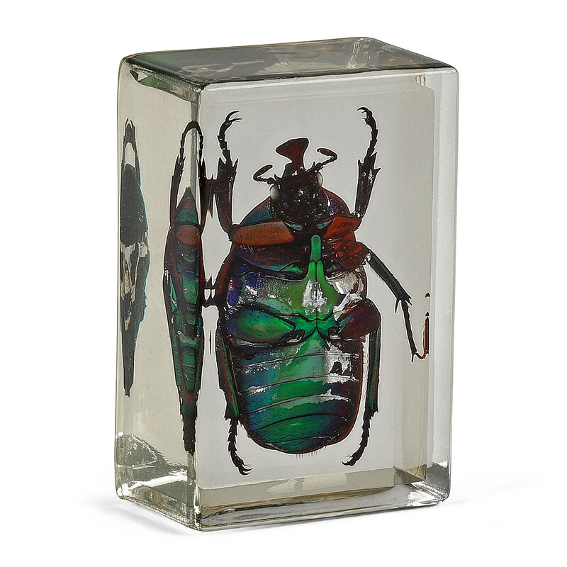 Omegon Lames préparées Coccinelle verte
