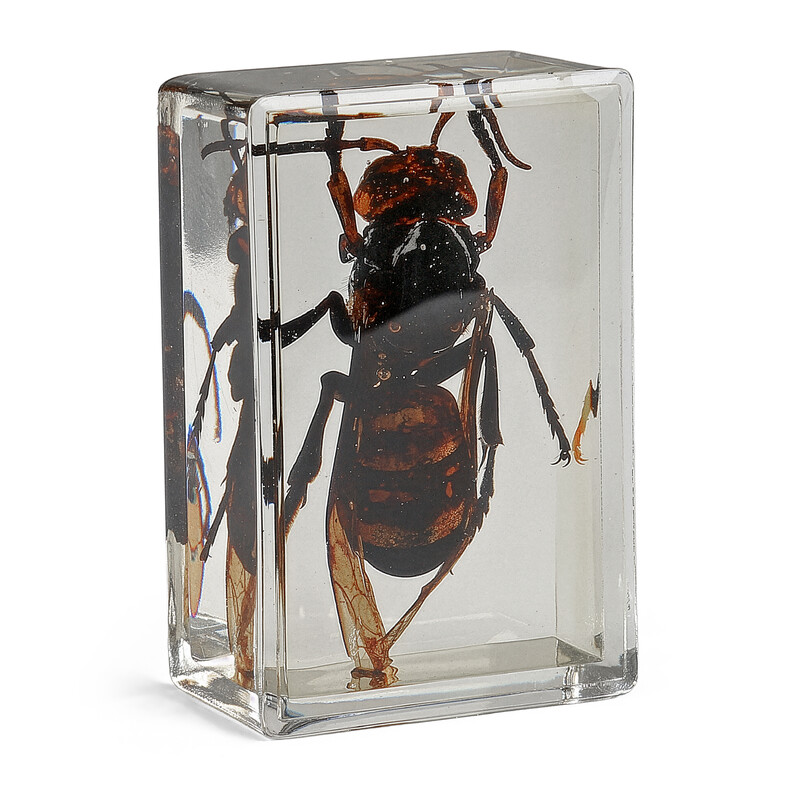 Omegon Lames préparées « Frelon géant asiatique