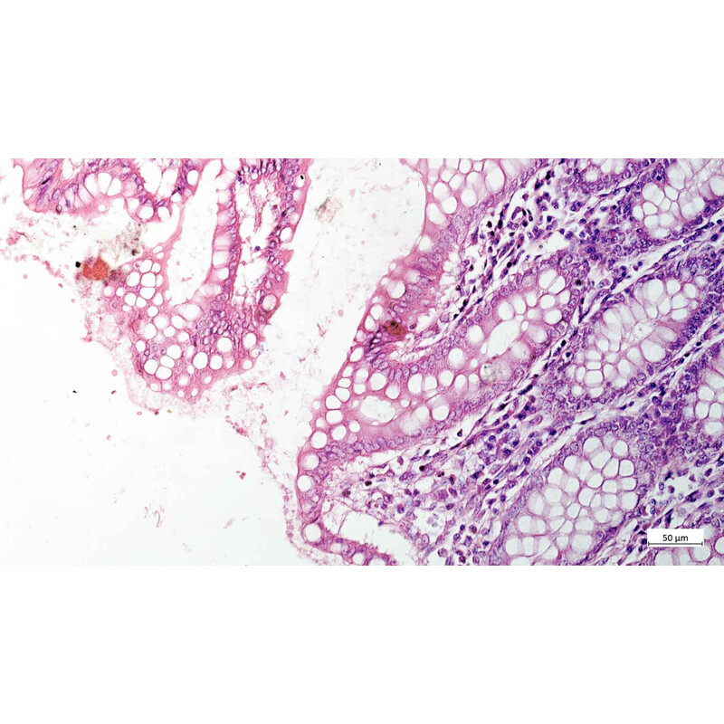 Microscope ZEISS Axiovert 5 Digital, PH, FL, 50-400x, Ph1, 0,4 NA, LED, 5 MP, couleur