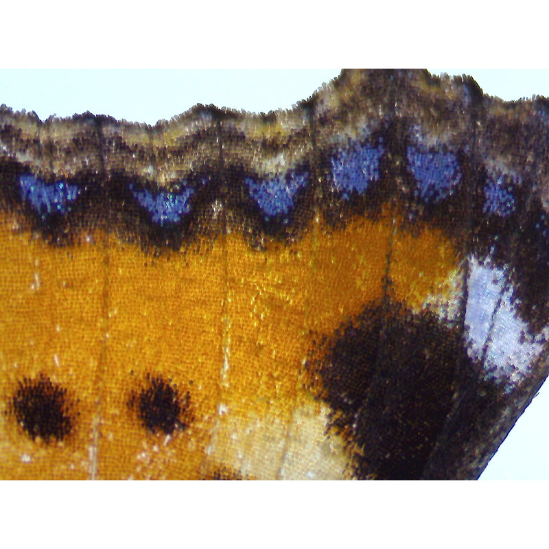 Microscope stéréo zoom ZEISS Stemi 355, C Edu, trino, w.d. 110 mm, 10x/23, 5,5:1, 7,2x-40x, AL/DL, Spot C LED