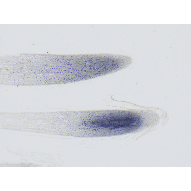 ZEISS Microscope stéréo zoom Stemi 355, C Edu, trino, w.d. 110 mm, 10x/23, 5,5:1, 7,2x-40x, AL/DL, Spot C LED