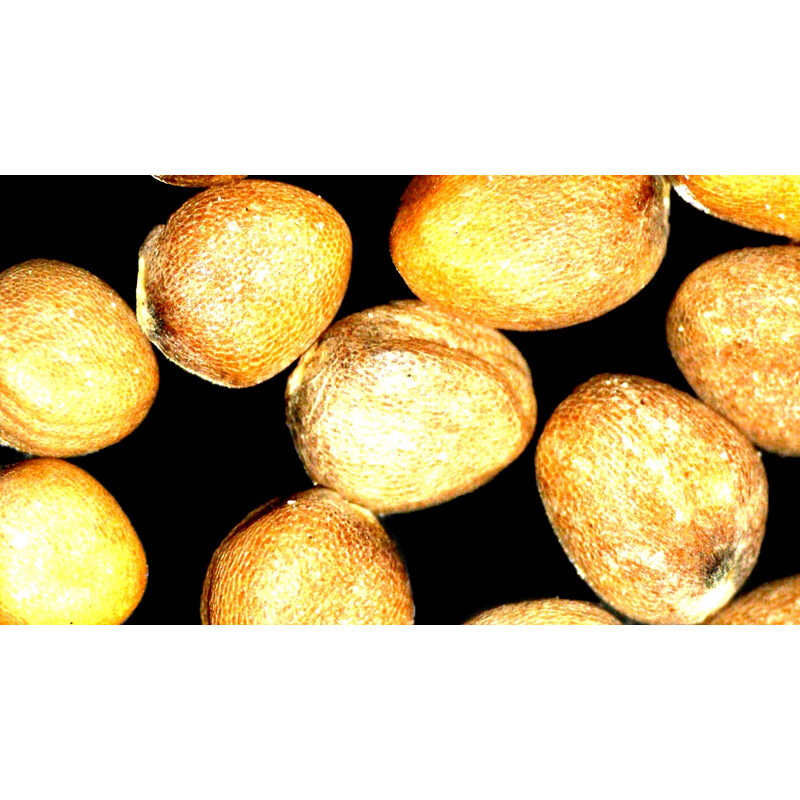 ZEISS Microscope stéréo zoom Stemi 355, C Lab, trino, BF, DF, w.d. 110 mm, 10x/23, 5,5:1, 7,2x-40x, AL/DL, Spot C LED