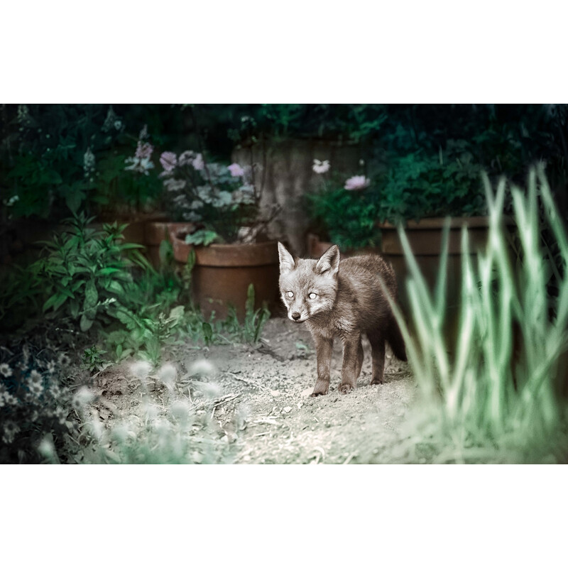 Appareil-photo spécial gibier ZEISS Secacam 1