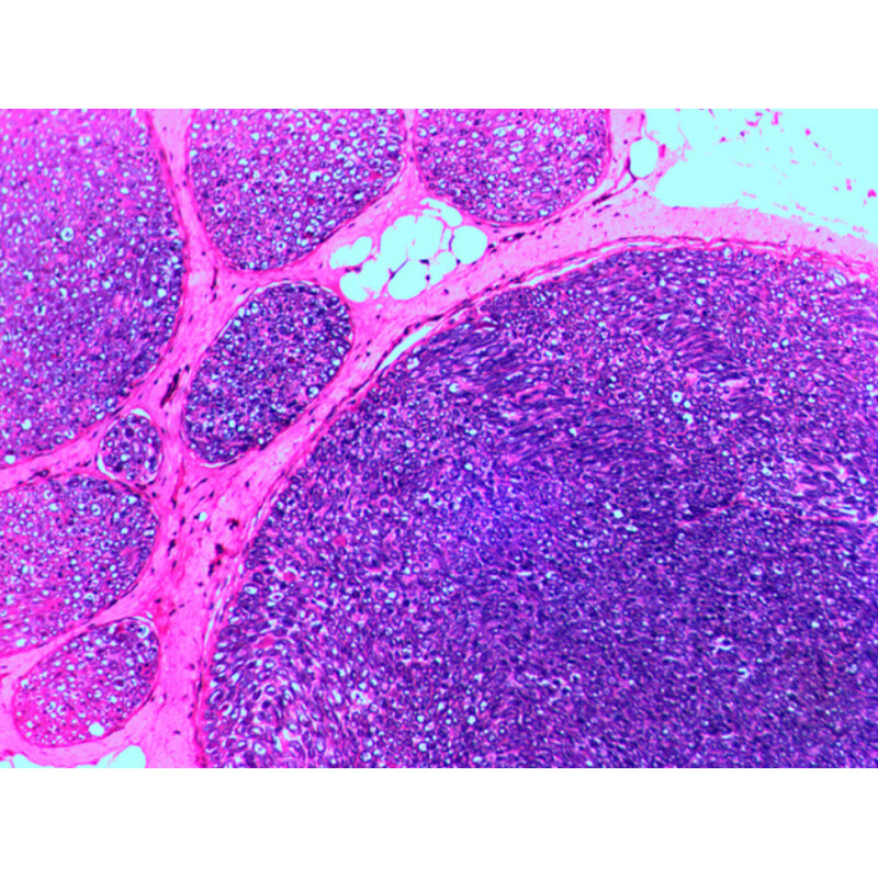 Levenhuk Lames préparées N20 NG