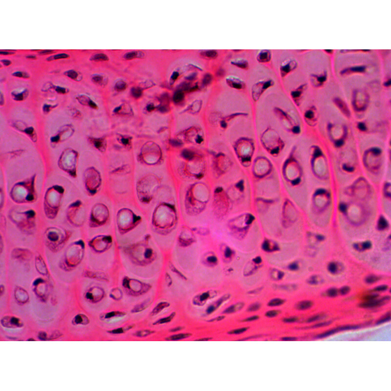 Levenhuk Lames préparées N20 NG